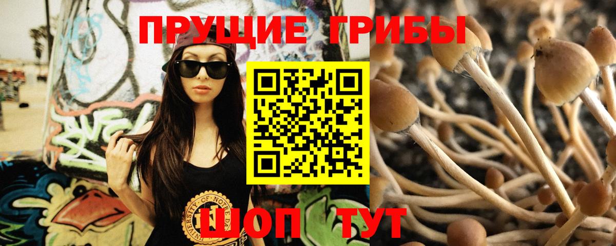 Псилоцибиновые грибы Cubensis  Вход с VPN  Вольск 